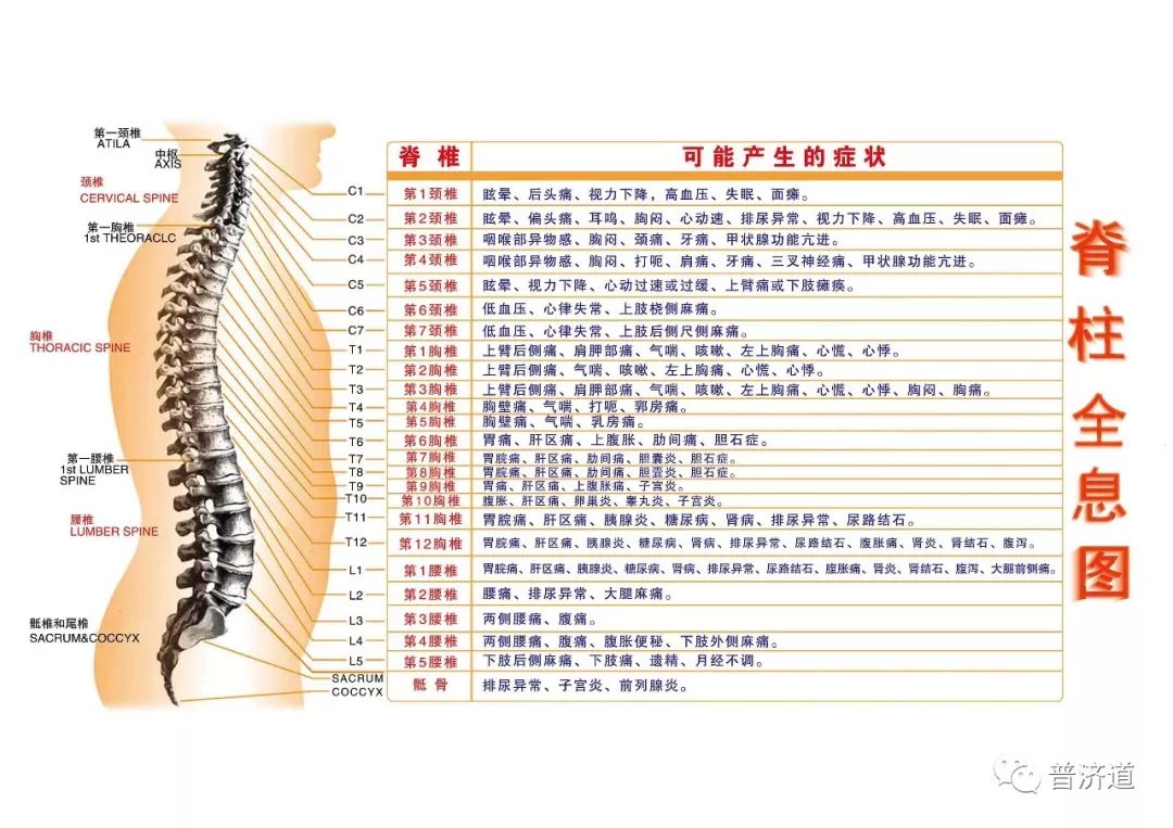 脊椎与脏腑的神秘关联，脏腑图解析揭秘脊椎与脏腑对应关系