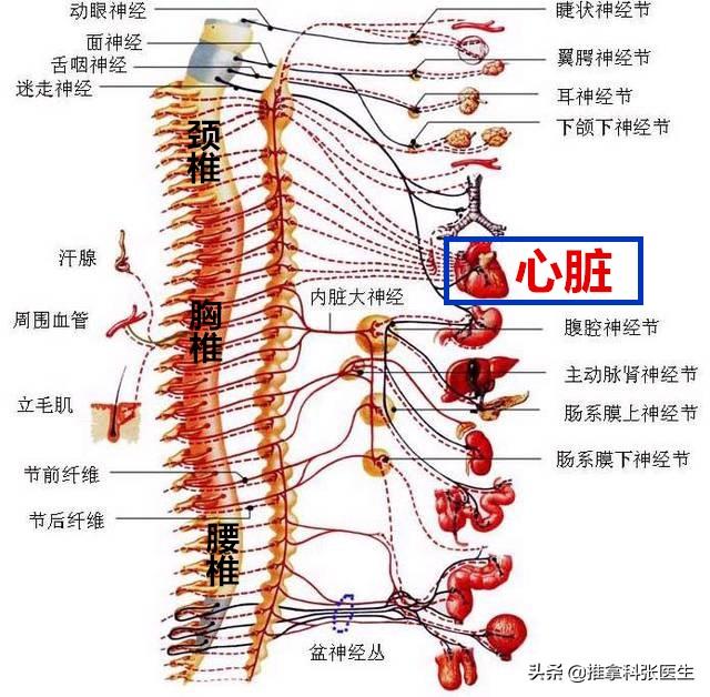 腰1～5压迫神经症状详解