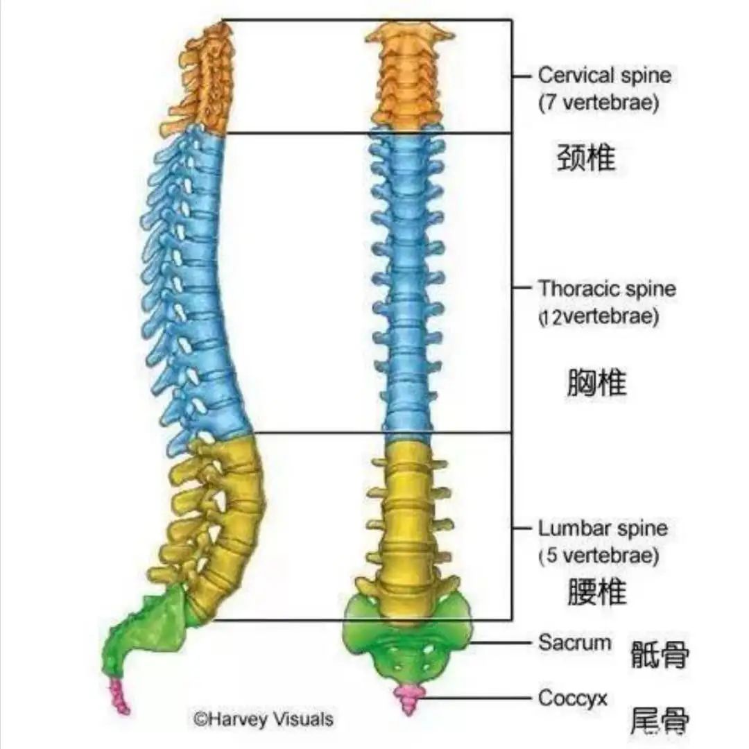 脊柱四大功能，支撑、保护、运动与调节作用解析