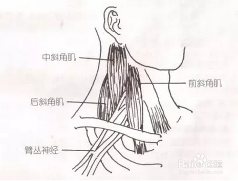 激活脊柱能量运动，探索身体潜能新篇章