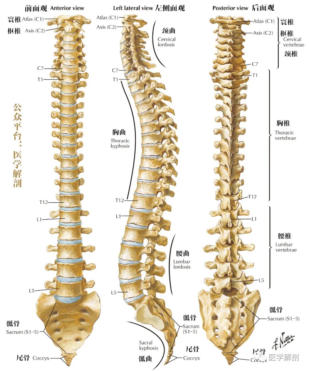 脊柱的医学价值及其重要性探究