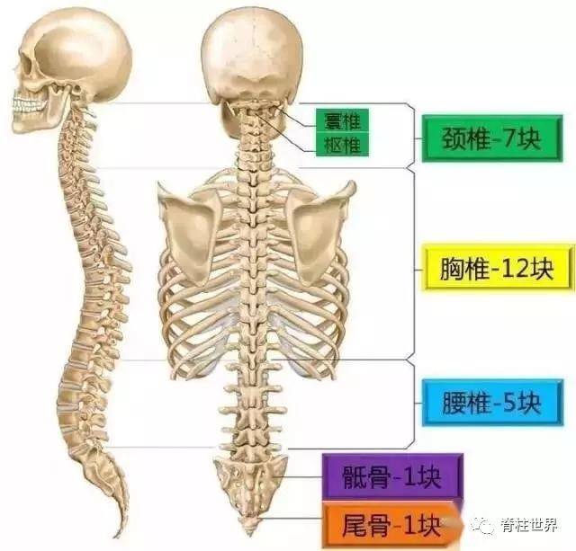 脊柱健康操视频教程，中小学生脊柱保健新法