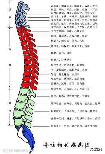 脊柱疾病种类及其影响概述