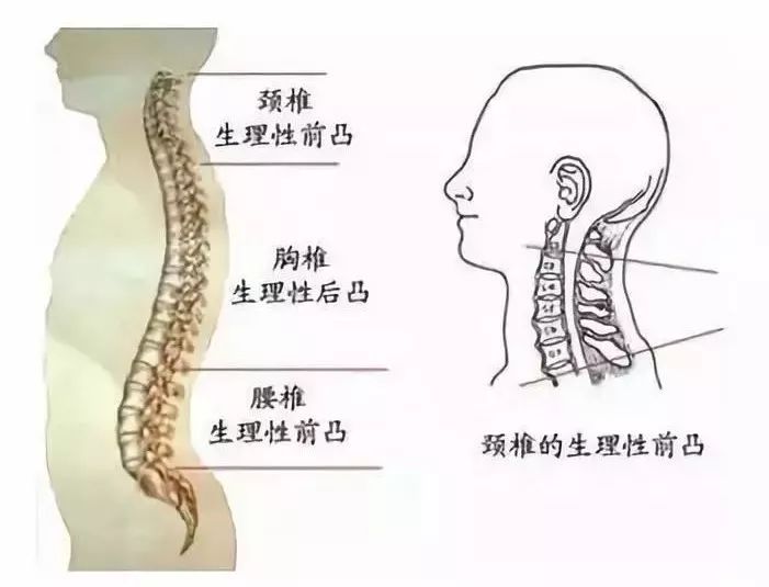 脊柱生理曲度变直，原因、影响及应对策略探讨