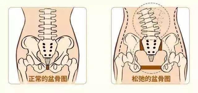 脊柱韧带的功能与重要性解析