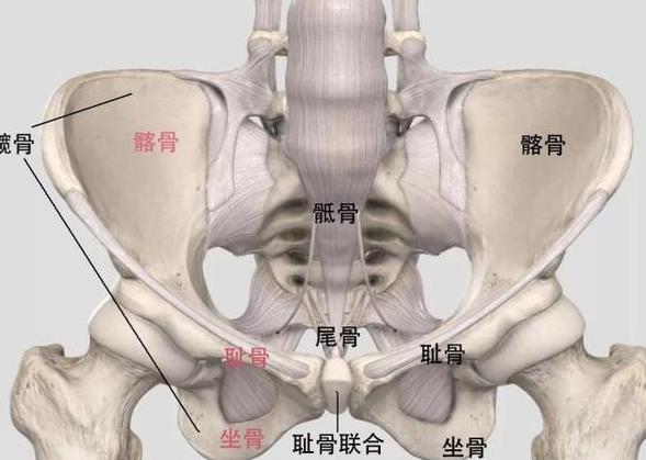 髋脊柱综合征症状深度解析