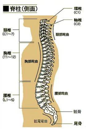 脊柱奥秘揭秘，科普图片大全探索人体支柱