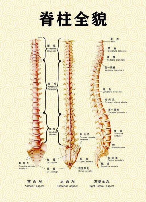 脊柱健康的重要性不可小觑