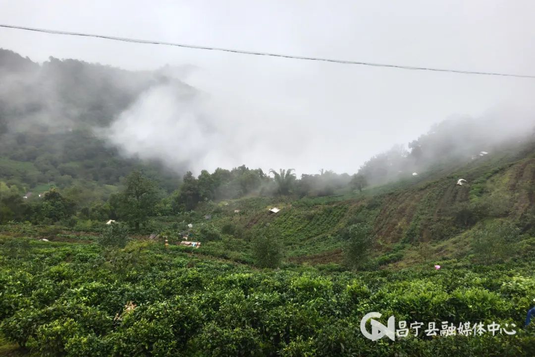 茶院乡天气预报更新通知