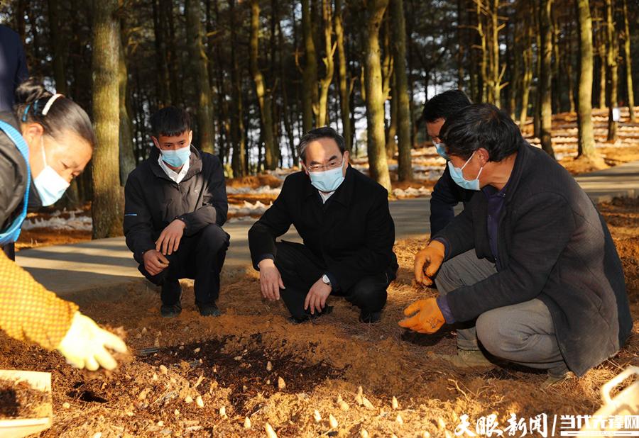 明月林场绿色项目，探索与实践可持续发展之路