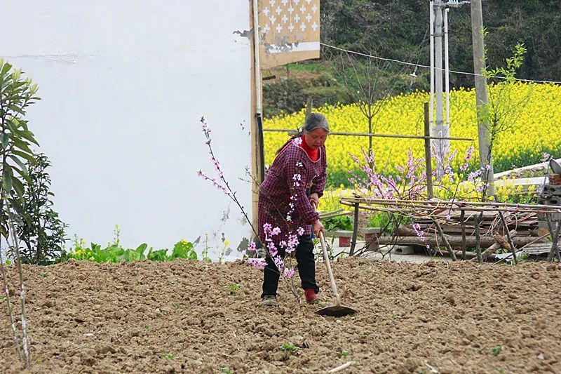 骡坪镇未来繁荣与生态宜居新面貌发展规划揭晓