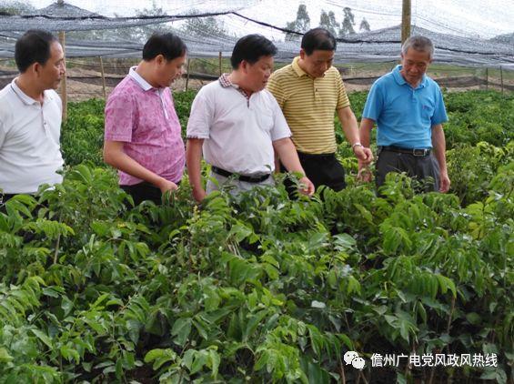 雅星镇未来繁荣蓝图，最新发展规划揭秘