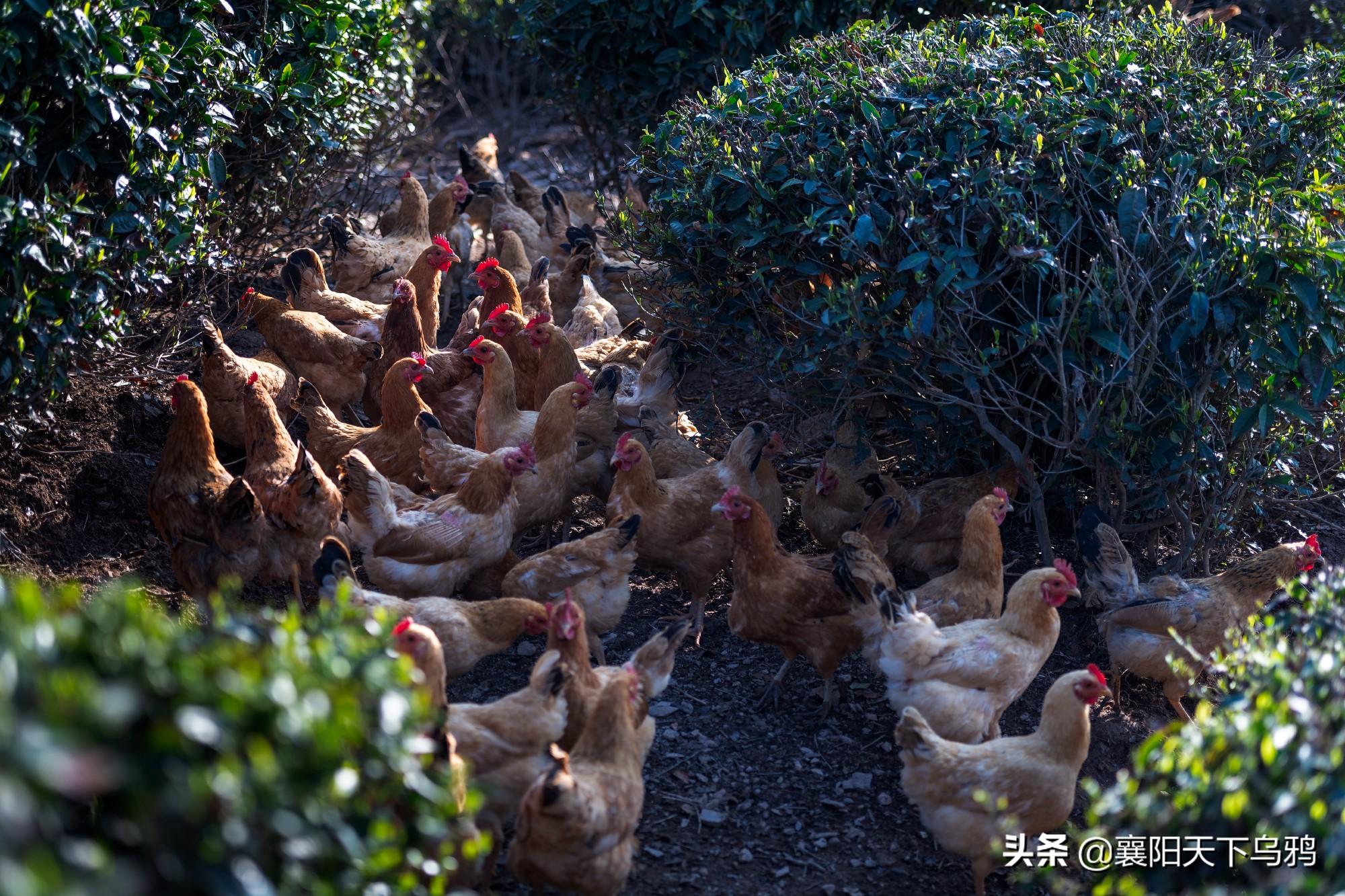 南漳县人力资源和社会保障局最新项目概览与动态