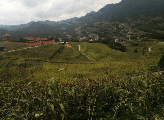 英山县农业农村局最新项目